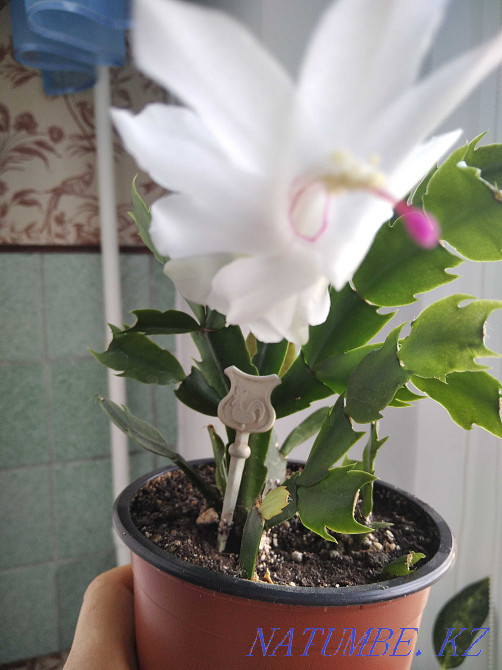 Декабрист Шлюмбергера сорт Malissa Алматы - изображение 3
