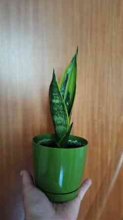 Голден флейм сансевьерия молодое растение сансевиерия детка. Almaty