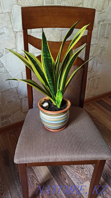 Голден флейм сансевьерия молодое растение сансевиерия детка. Алматы - изображение 5