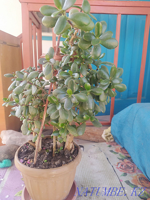 Sell money tree  - photo 1