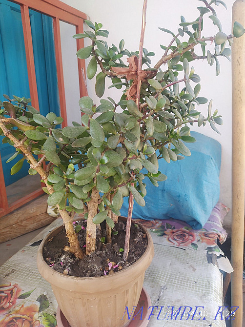 Sell money tree  - photo 2