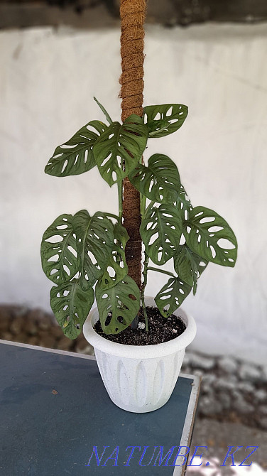 Sell monster decoys on a support Almaty - photo 1