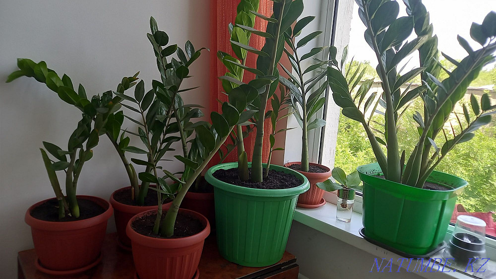 Комнатные цветы доллар Талдыкорган - изображение 1