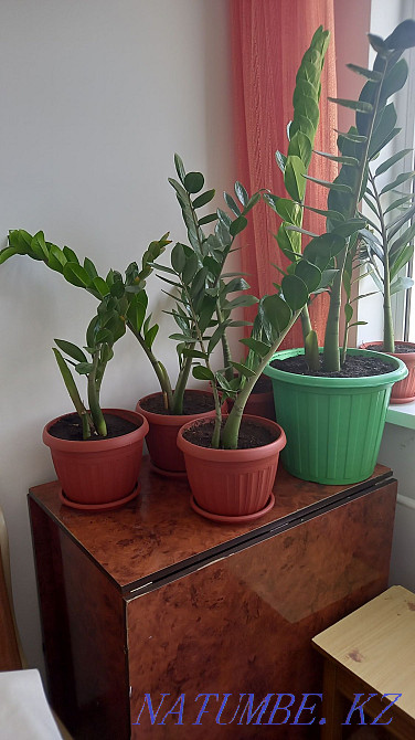 Комнатные цветы доллар Талдыкорган - изображение 2