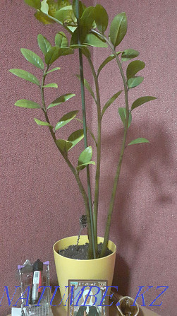 Продам долоровое дерево Темиртау - изображение 1