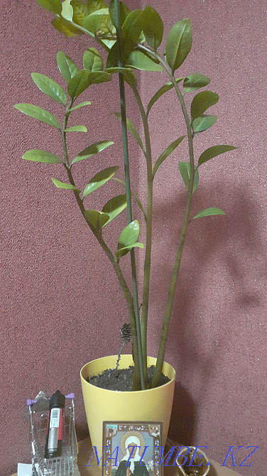 Dolor tree for sale Temirtau - photo 1