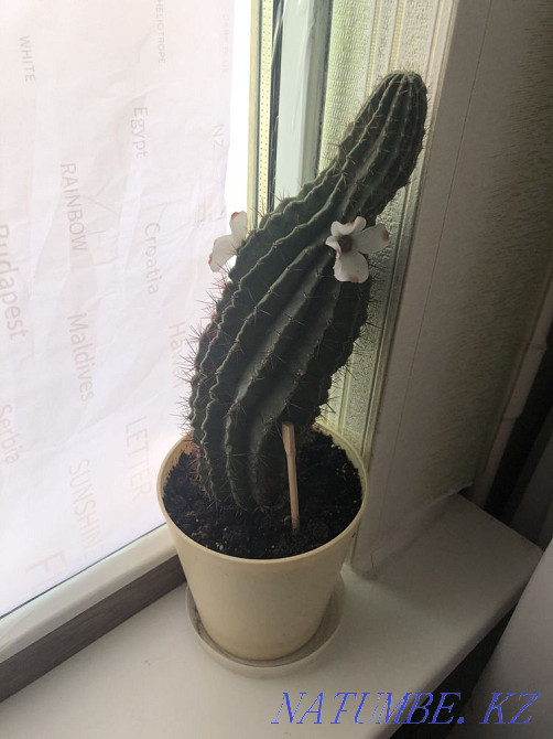 cactus big Atyrau - photo 1