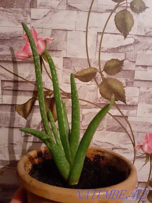 Sell young ALOE Astana - photo 1