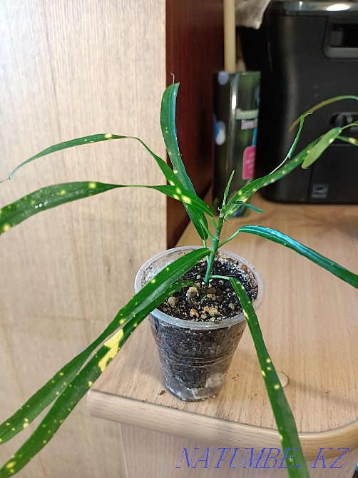 Отростки Кротона. Павлодар - изображение 2