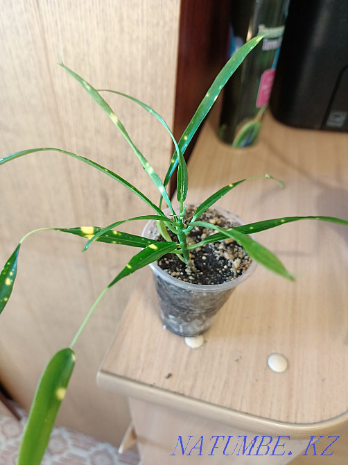 Отростки Кротона. Павлодар - изображение 1