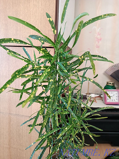 Отростки Кротона. Павлодар - изображение 3