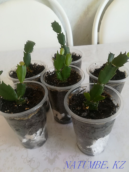 Декабрист қызыл өркендері тамырланған  отбасы  - изображение 2