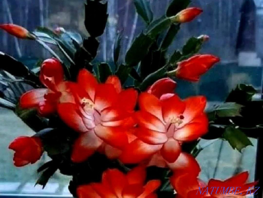 Декабрист қызыл өркендері тамырланған  отбасы  - изображение 1