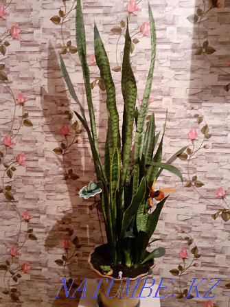 Продам цветок Щучий хвост за 10000тг Астана - изображение 1