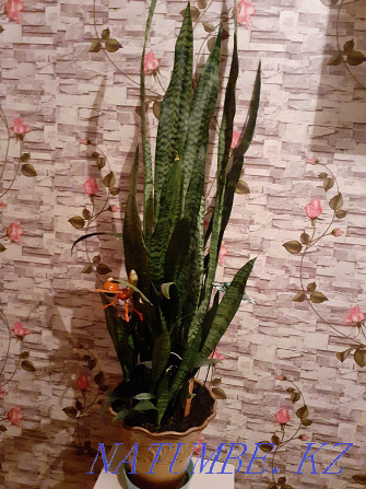 Продам цветок Щучий хвост за 10000тг Астана - изображение 2