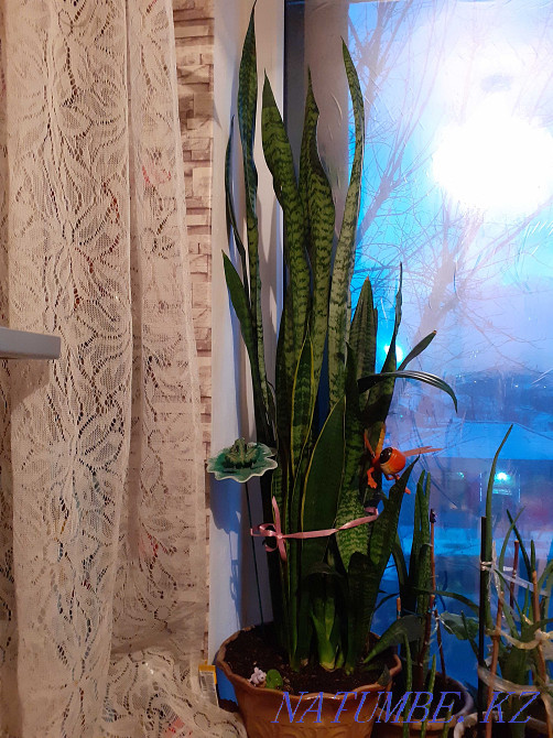 Продам цветок Щучий хвост за 10000тг Астана - изображение 3