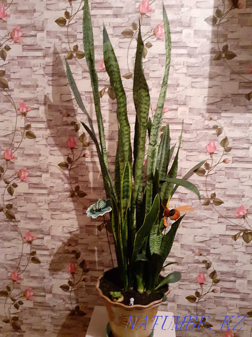 Продам цветок Щучий хвост за 10000тг Астана - изображение 1