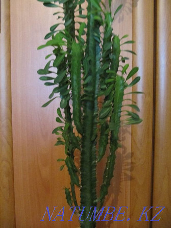 I will sell a flower "CACTUS" decorative for 10000tg Astana - photo 1