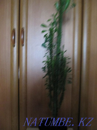 I will sell a flower "CACTUS" decorative for 10000tg Astana - photo 2
