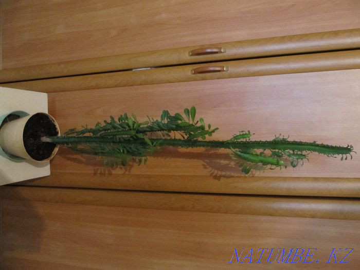 I will sell a flower "CACTUS" decorative for 10000tg Astana - photo 3
