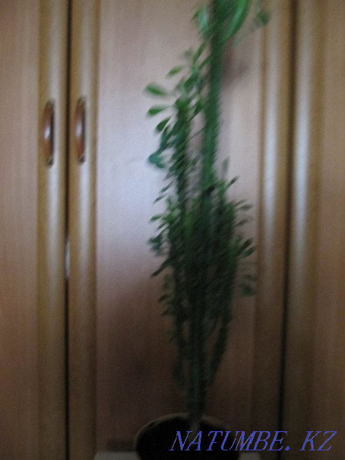 I will sell a flower "CACTUS" decorative for 10000tg Astana - photo 2