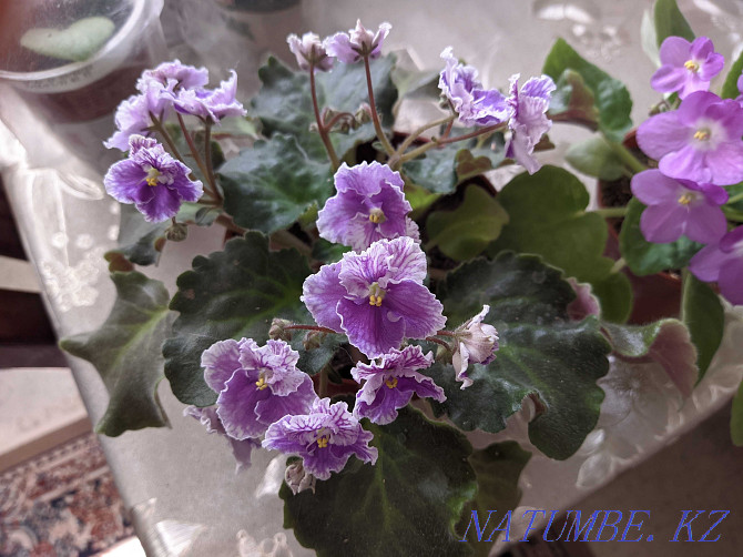 Sell indoor violets Shymkent - photo 4