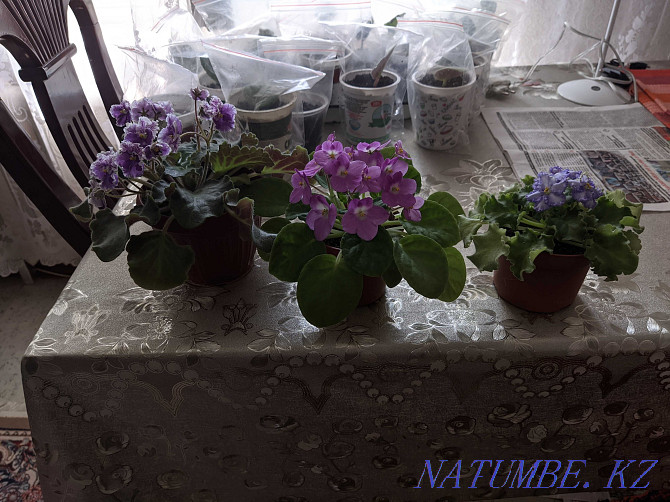 Sell indoor violets Shymkent - photo 3