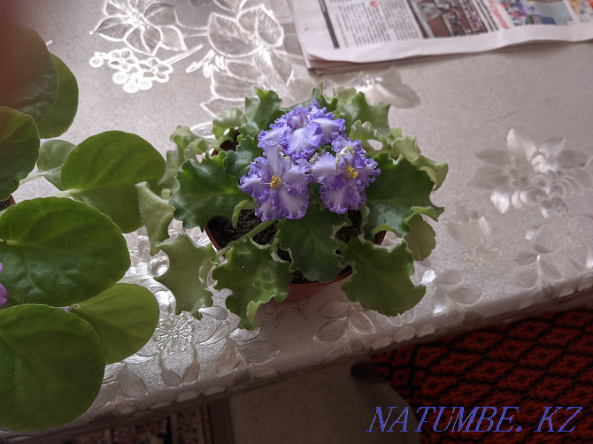 Sell indoor violets Shymkent - photo 6