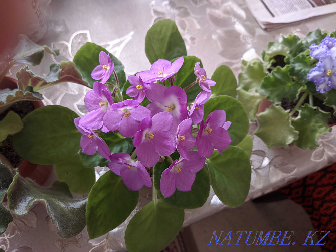 Sell indoor violets Shymkent - photo 5