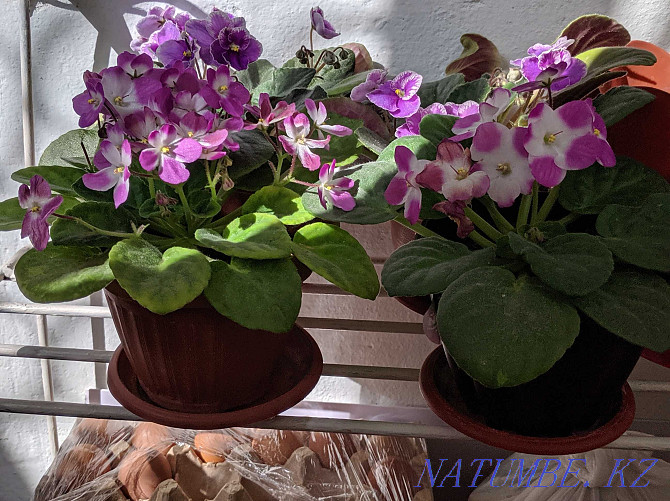 Sell indoor violets Shymkent - photo 2