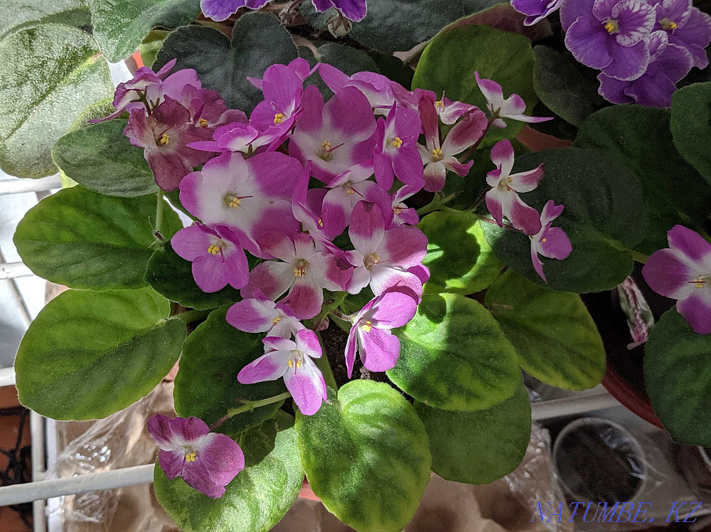 Продам комнатные фиалки Шымкент - изображение 1