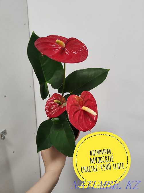 Антуриум, мужское счастье в наличии Кокшетау - изображение 1
