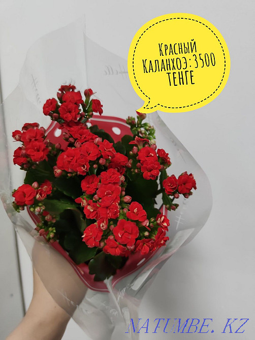 Красный Каланхоэ в горшочке Кокшетау - изображение 1
