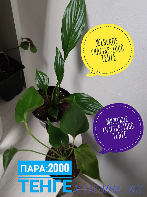 Антуриум және спатифиллум бар  Көкшетау - изображение 1