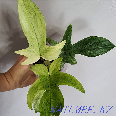 Philodendron Florida Ghost Almaty - photo 1