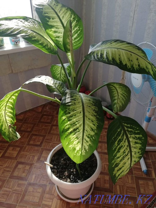 dieffenbachia flower for sale Oral - photo 1