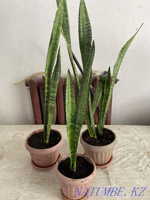 Sansevie?ria Kyzylorda - photo 1