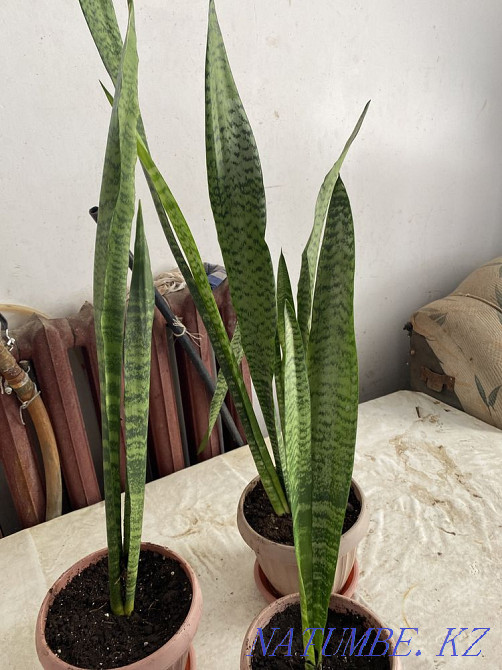 Sansevie?ria Kyzylorda - photo 2
