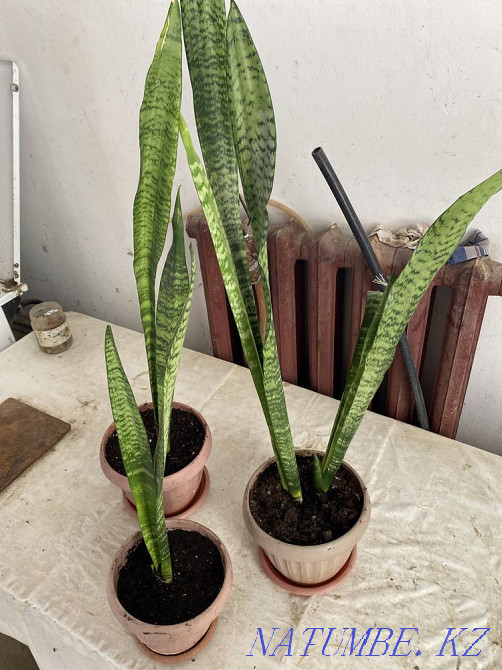 Sansevie?ria Kyzylorda - photo 3