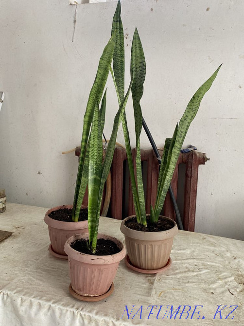 Sansevie?ria Kyzylorda - photo 4
