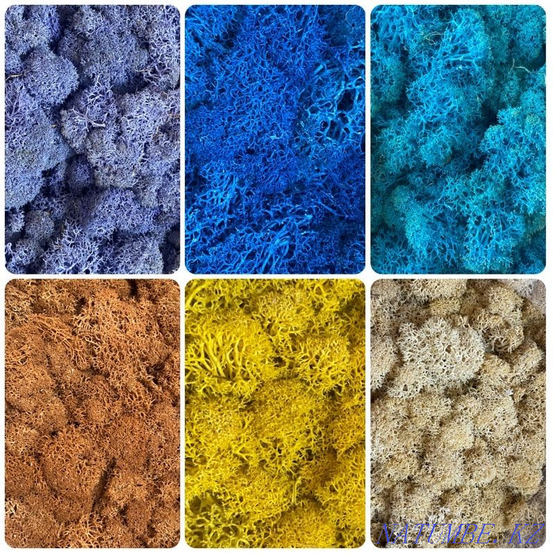 For sale. stabilized moss Astana - photo 3