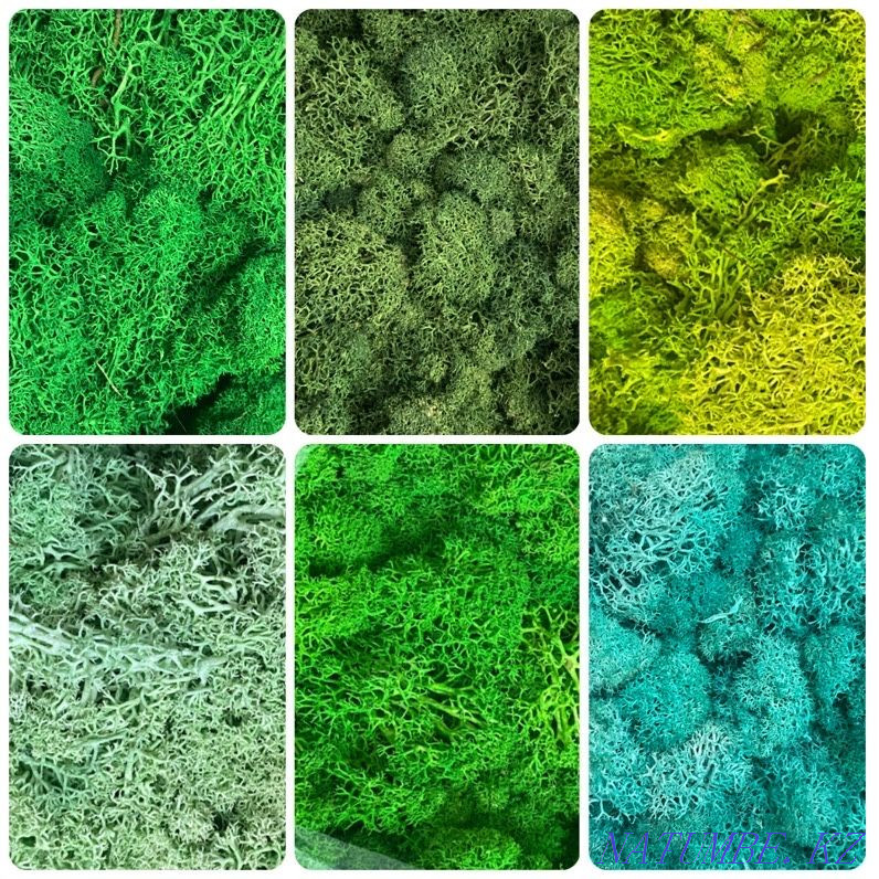 For sale. stabilized moss Astana - photo 1