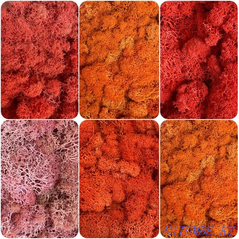 For sale. stabilized moss Astana - photo 2