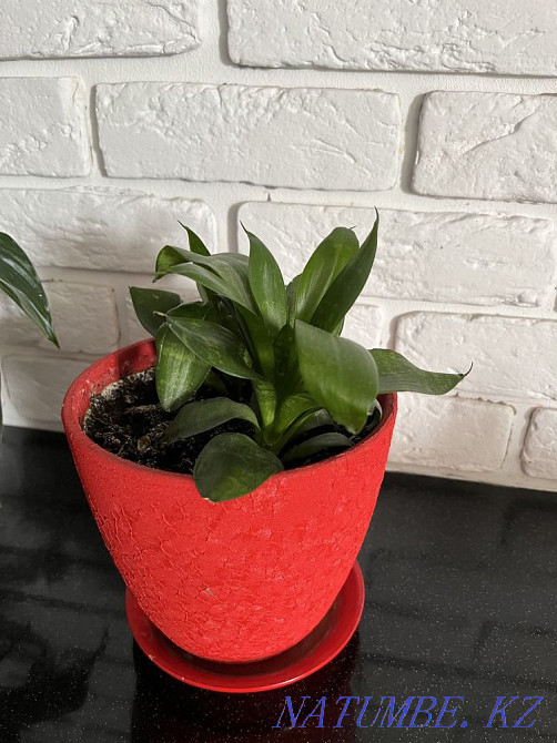 indoor flowers Astana - photo 2