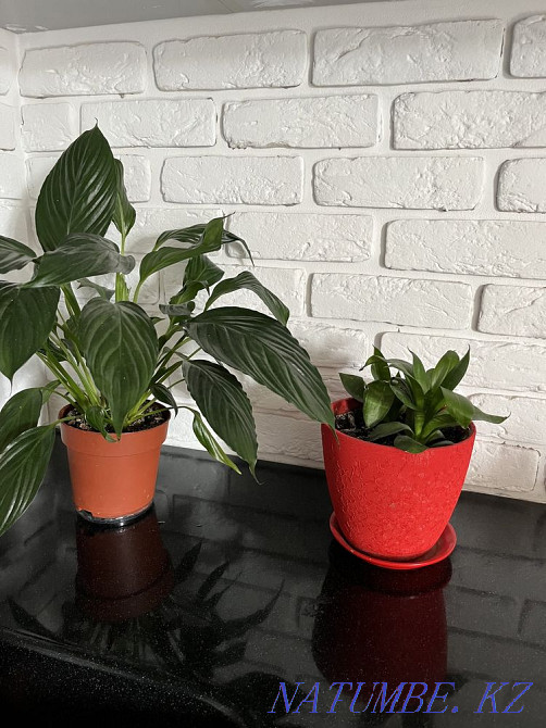 indoor flowers Astana - photo 1