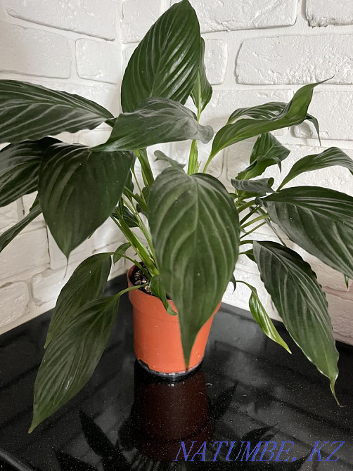 indoor flowers Astana - photo 3