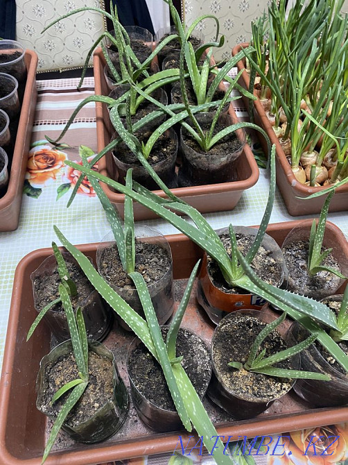 Aloe vera Kyzylorda - photo 1