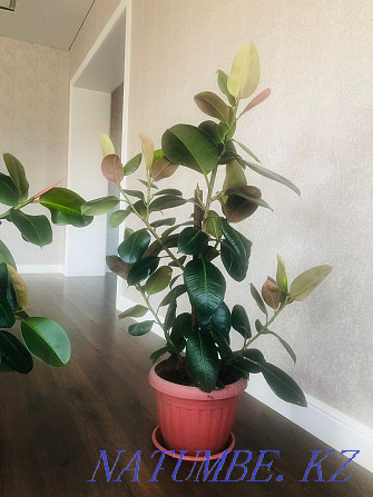 I will sell flowers, a ficus, and a flower "Goddess large-leaved"  - photo 3