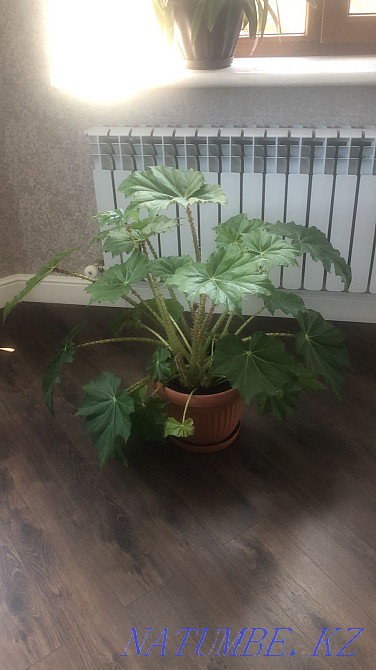 Гүлдер, фикус және "Үлкен жапырақты богиня"  - изображение 6