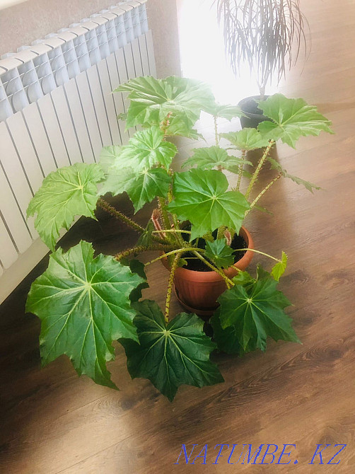 Гүлдер, фикус және "Үлкен жапырақты богиня"  - изображение 7